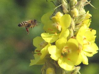 Grobltige Knigskerze mit Biene